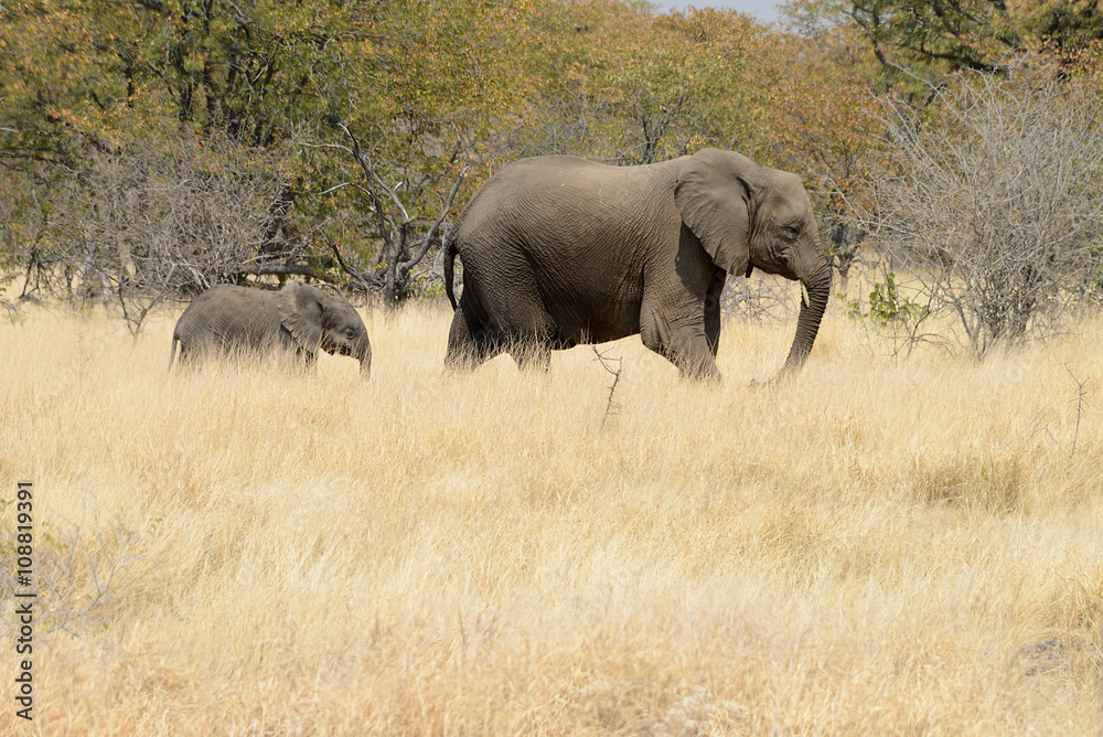 Elephants, Etosha National Park, Namibia