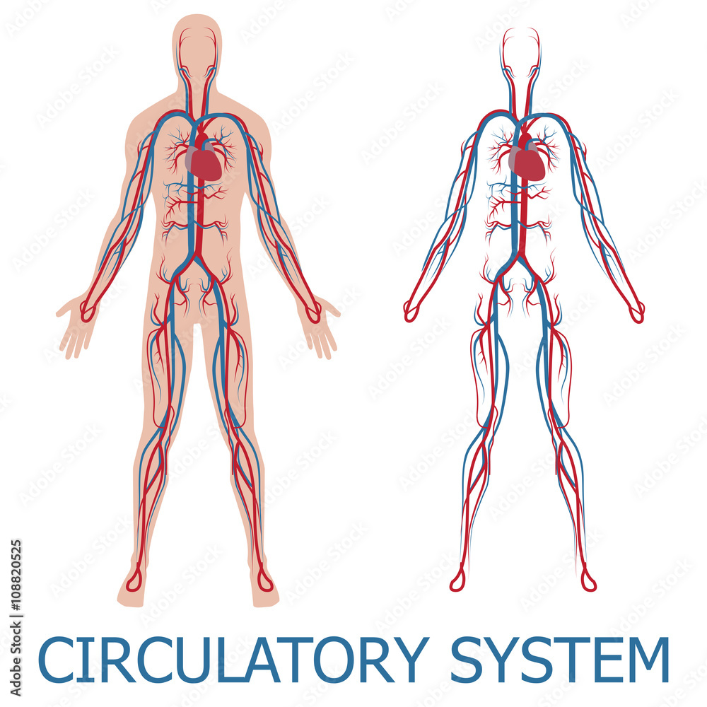 human circulatory system. vector illustration of blood circulation in human  body Stock Vector | Adobe Stock