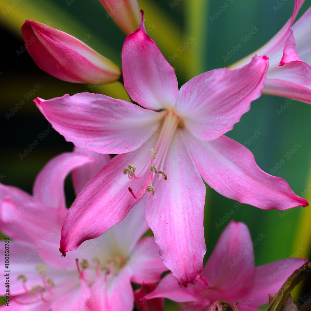 Obraz premium Belladona Lily flower, Cornwall, England, UK.
