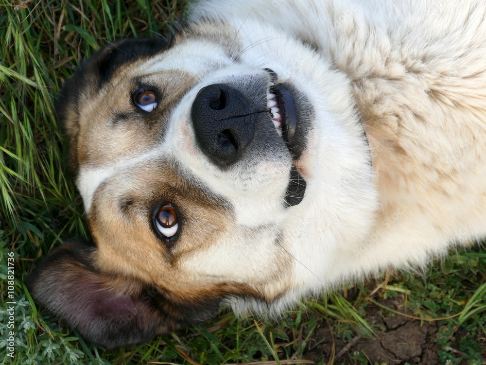 Obraz premium Lieblingsstreuner