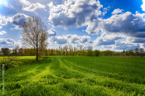 Spring landscape. Green field under a blue sky with clouds.
