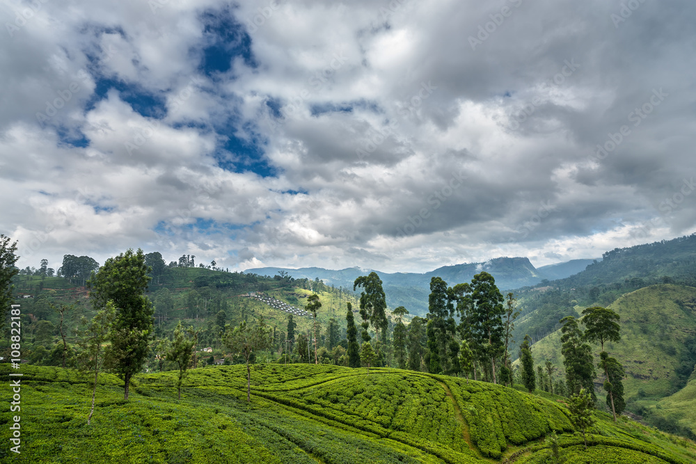 Tea Plantation in the mountain area in Nuwara Eliya, Sri Lanka