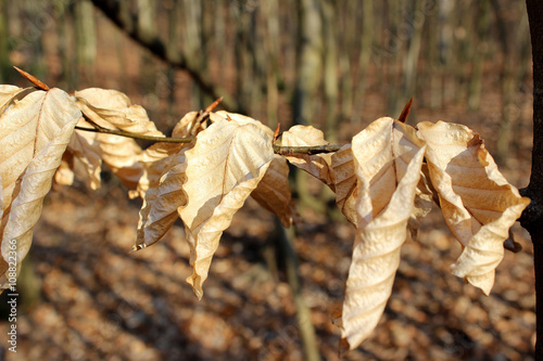 Welkes Laub aufgereiht am Ast photo