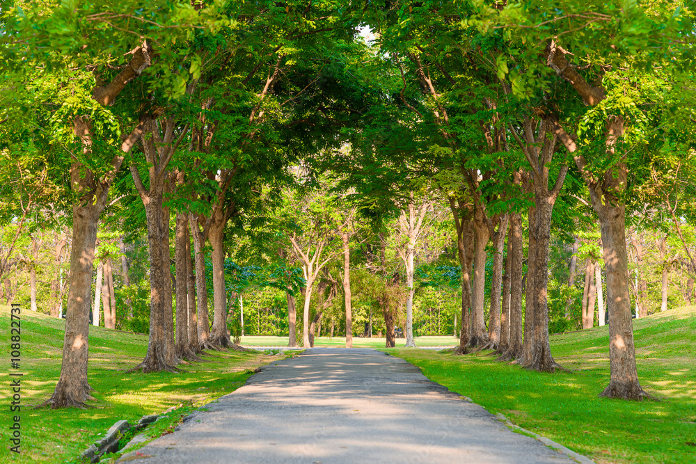 road through row of trees