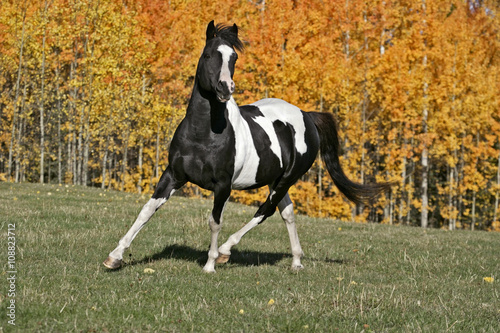 Tobiano Pinto Stallion cantering in meadow