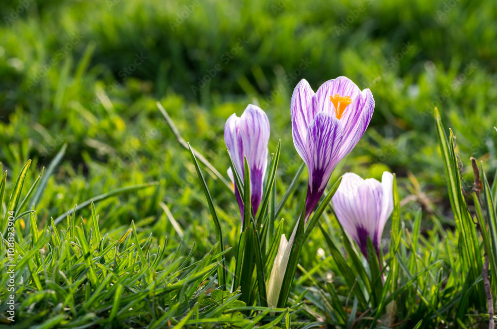 Purple crocuses in the grass Purple crocuses in the grass