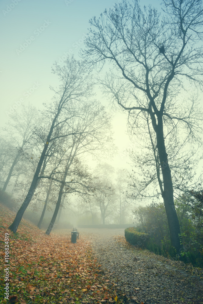 Forest park trees in an autumn fog Forest park trees in an autumn fog