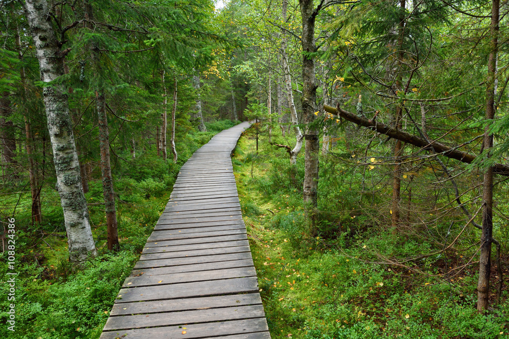 Narrow wooden pathway in the forest fen Narrow wooden pathway in the forest fen