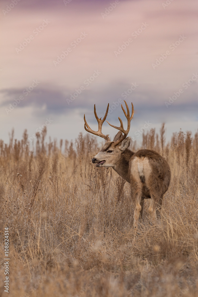 Mule Deer Buck