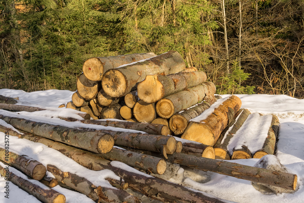 Stacks of cut trees in forest. Cut down the trees. Forestry. Felling and cutting of forests. Stacks of cut trees in forest. Cut down the trees. Forestry. Felling and cutting of forests.