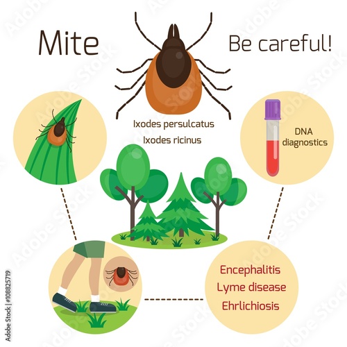 Mite, human skin parasite. Mite disease and infection vectors. Tick skin parasite. Tick infection. Lyme disease, Ehrlichiosis and Evncephalitis. Vector illustration