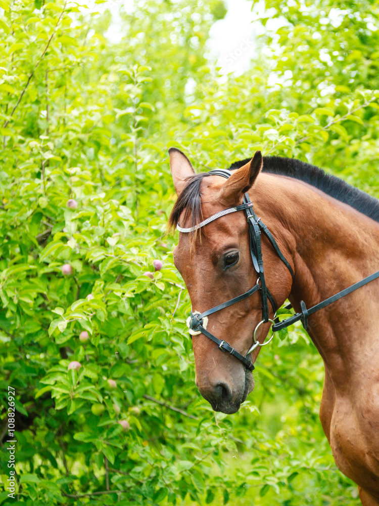 Fototapeta premium Brown horse stallion.