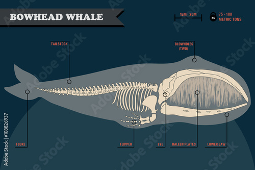 Bowhead whale skeleton. photo