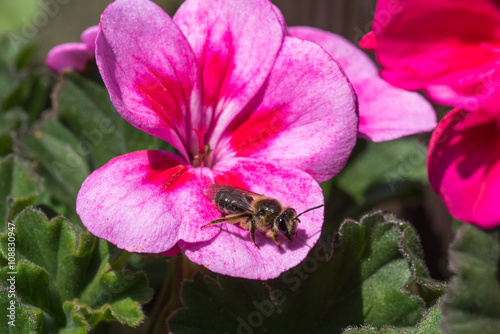 花の蜜を吸うミツバチ クローズアップ