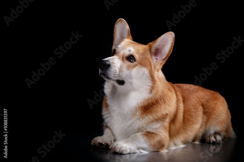 Dog breed Welsh Corgi Pembroke