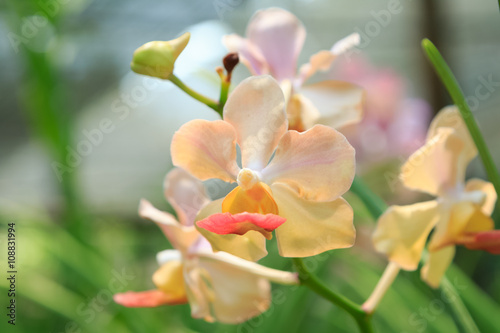 Colorful orchids in the garden with color filter 