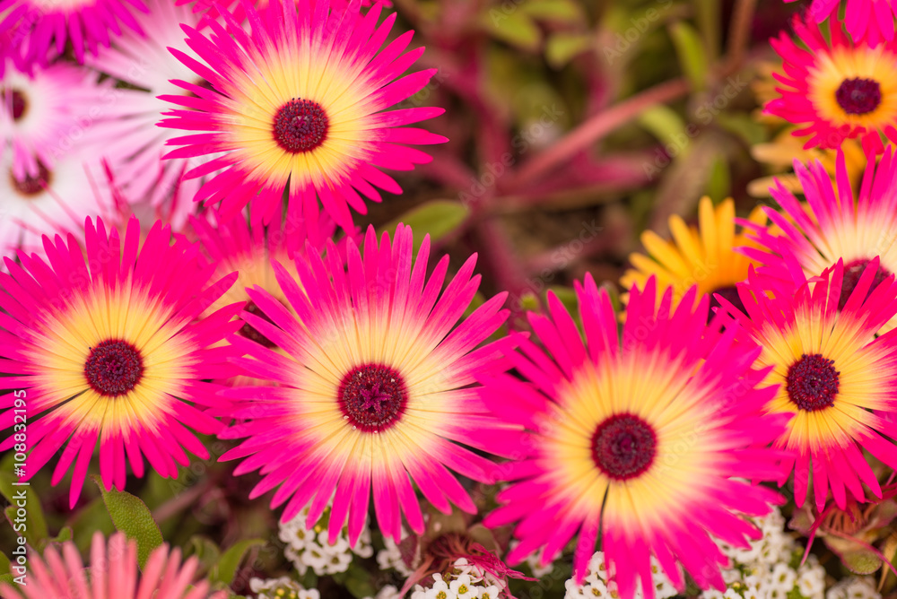 リビングストン デージー クローズアップ Stock Photo Adobe Stock