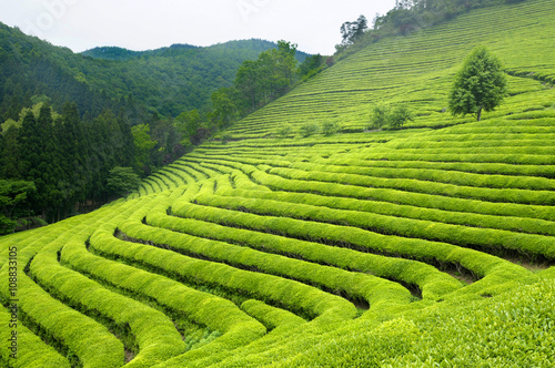 Green tea plantation in South Korea photo