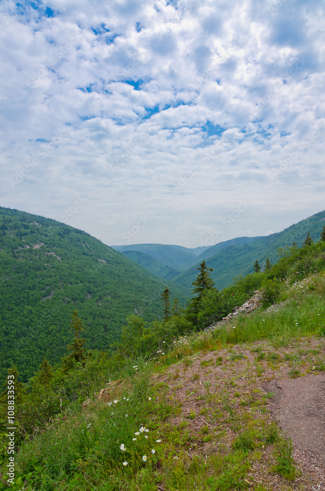 Fototapeta premium forest in the Cape Breton
