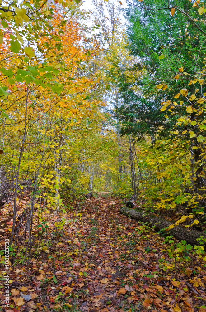 Falls colorful trees