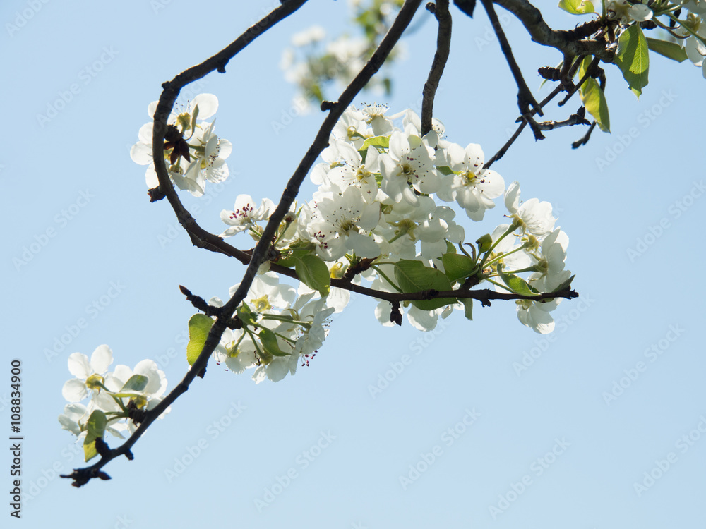 detail of cherry tree branch with flowers in blossom and blue sky on background detail of cherry tree branch with flowers in blossom and blue sky on background
