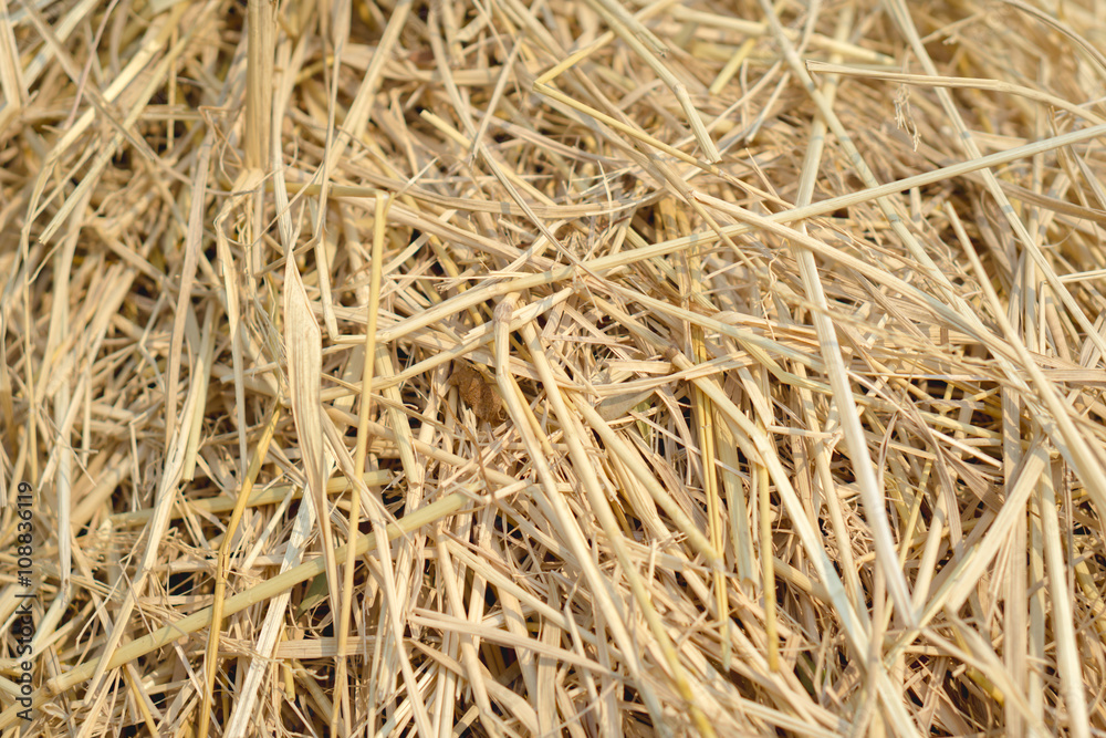 Brown rice straw