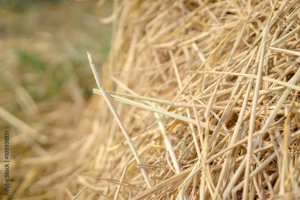 Brown rice straw