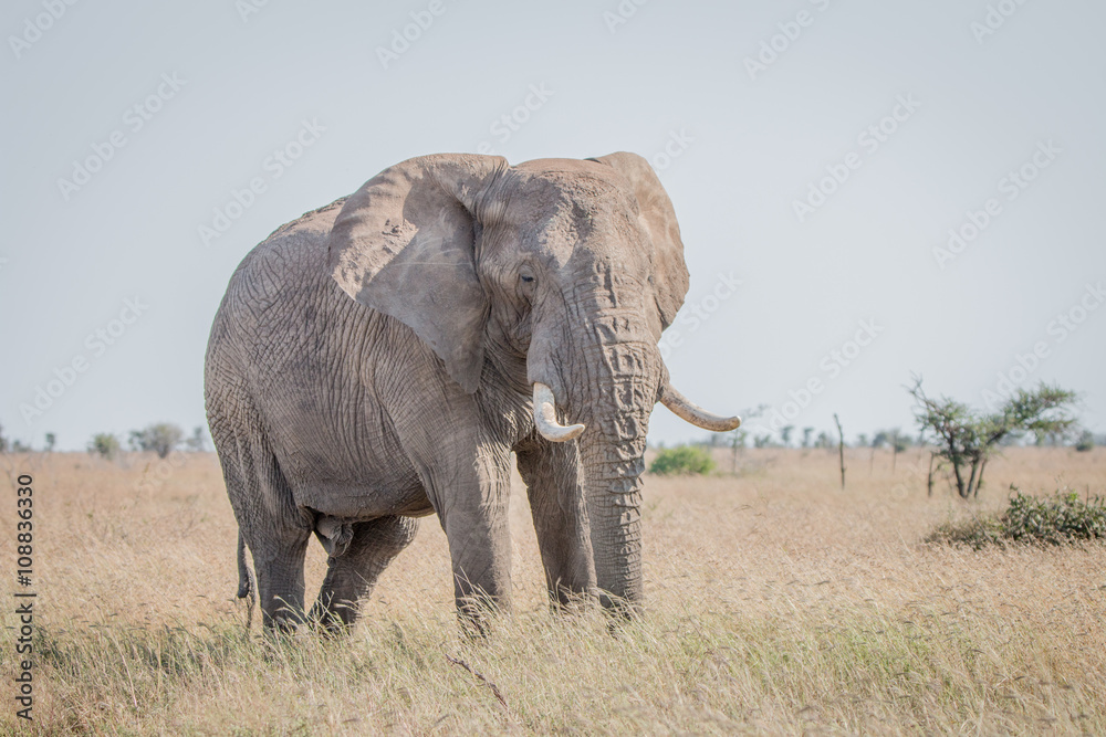 Fototapeta premium Elephant in the grass in the Kruger National Park.