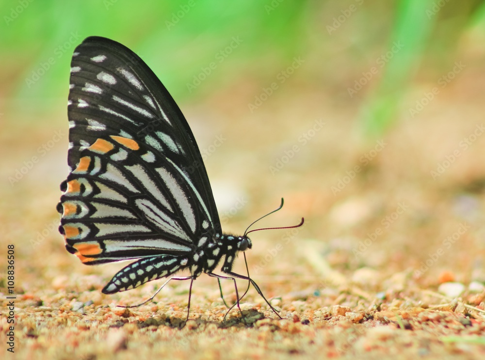 Common Mime butterfly et mineral in sand Common Mime butterfly et mineral in sand