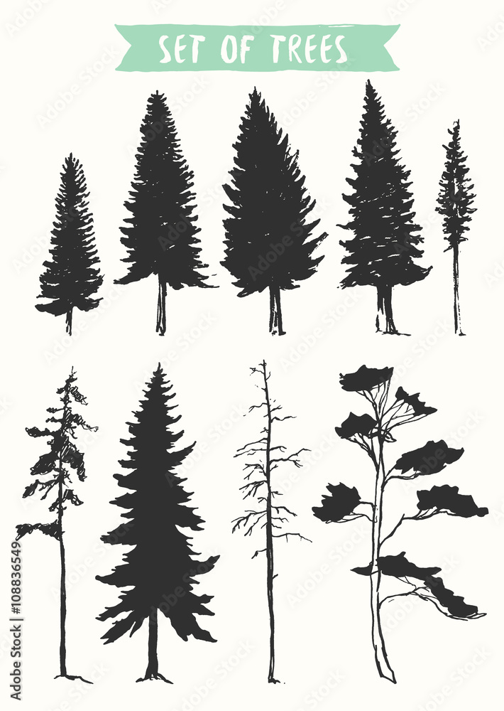 Hand drawn vector silhouette pine and fir trees