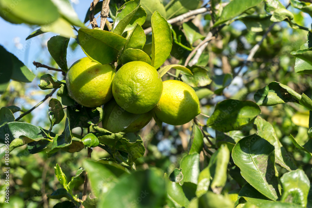 Lime fruits on tree