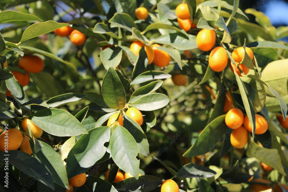 Kumquat with orange fruit