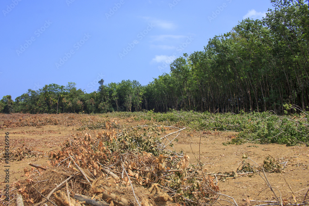 Deforestation environmental destruction