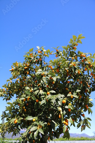 Dwarf orange tree with many fruits in spring

