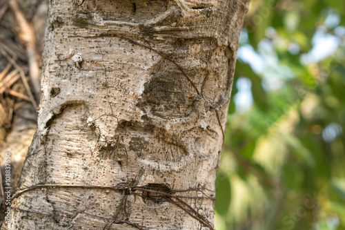 Ficus lacor tree bark photo