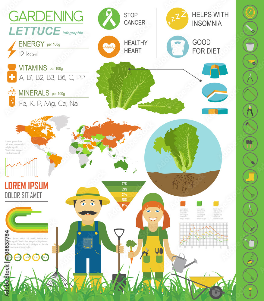 Gardening work, farming infographic. Lettuce. Graphic template. Gardening work, farming infographic. Lettuce. Graphic template.