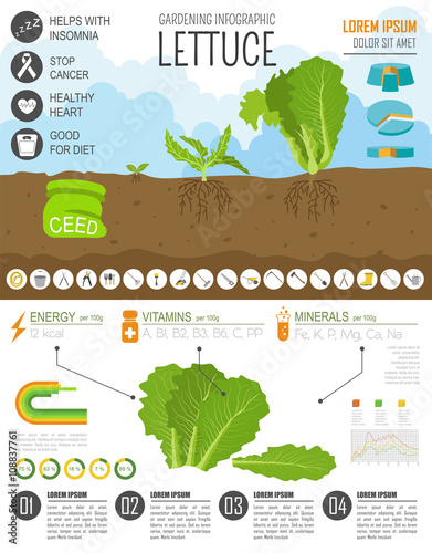 Gardening work, farming infographic. Lettuce. Graphic template.