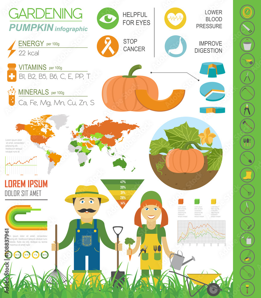 Gardening work, farming infographic. Pumpkin. Graphic template.