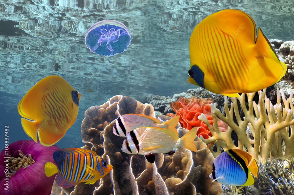 Fototapeta premium Wonderful and beautiful underwater world with corals and tropica