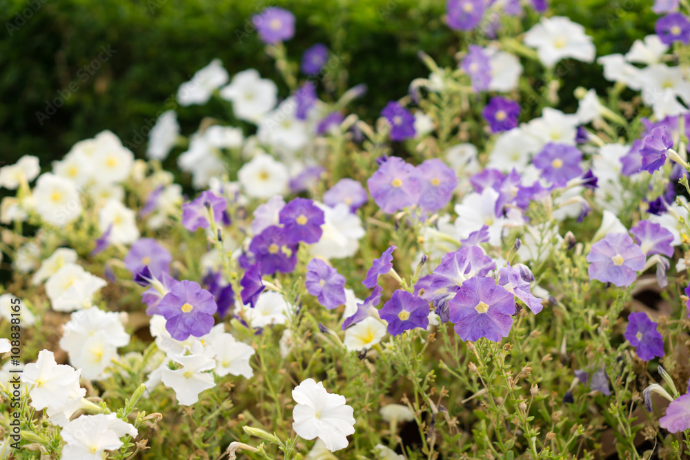 Naklejka premium Purple jewel flowers