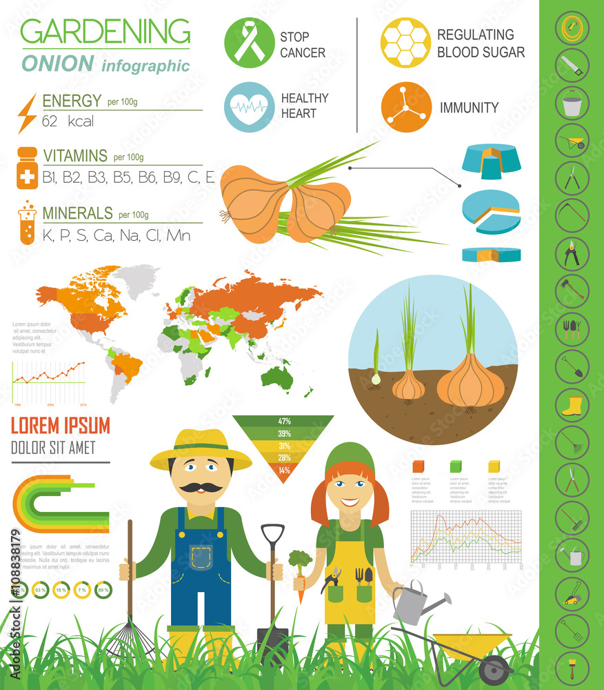 Gardening work, farming infographic. Onion, Graphic template.