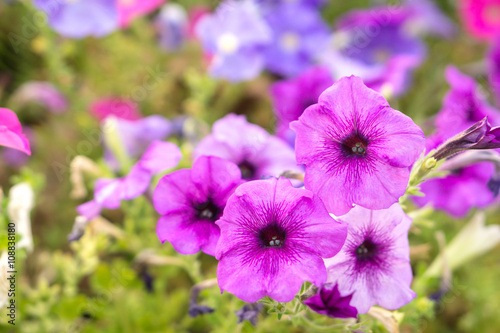 Purple jewel flowers