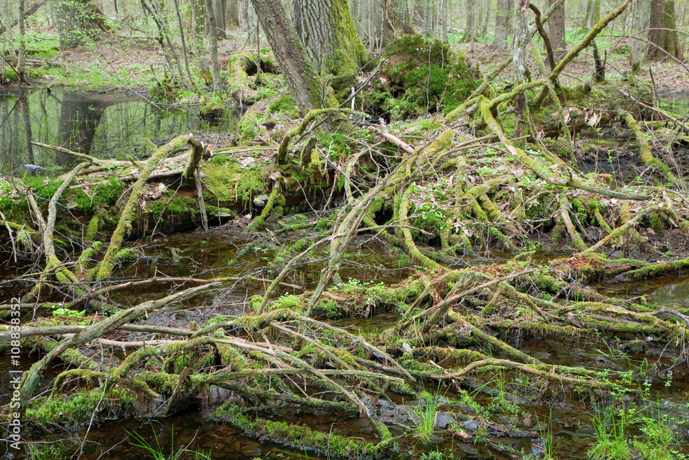 Springtime wet mixed forest with standing water Springtime wet mixed forest with standing water