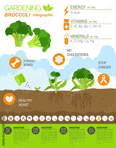 Gardening work, farming infographic. Broccoli. Graphic template.