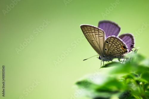 Chilades pandava  Plains Cupid butterfly with leaf at park  garden  forest
