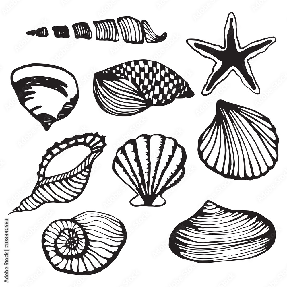 Sea shells