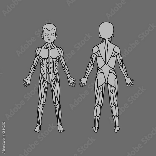 Anatomy of children muscular system, exercise and muscle guide. Child muscle vector art, front and back view. 