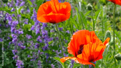 Tuerkischer Mohn und Katzenminze vid 03 photo