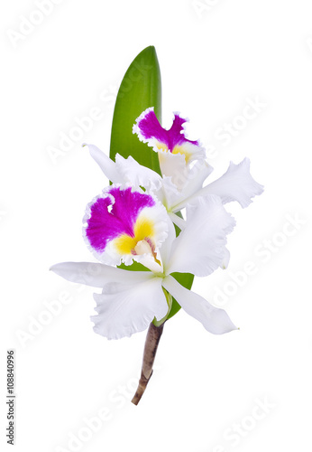 Cattleya orchid hybrids on white background