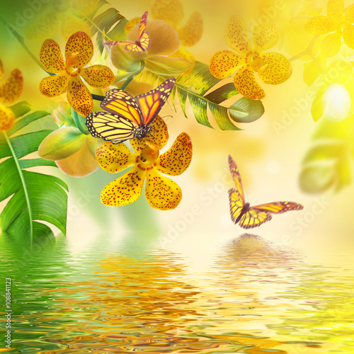 Fototapeta Naklejka Na Ścianę i Meble -  Floral background of tropical orchids